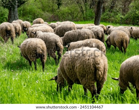 A small flock of sheep blocking a road