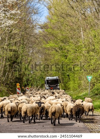A small flock of sheep blocking a road