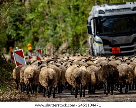 A small flock of sheep blocking a road