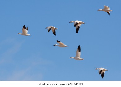 Small Flock Of Snow Geese Flying In Formation