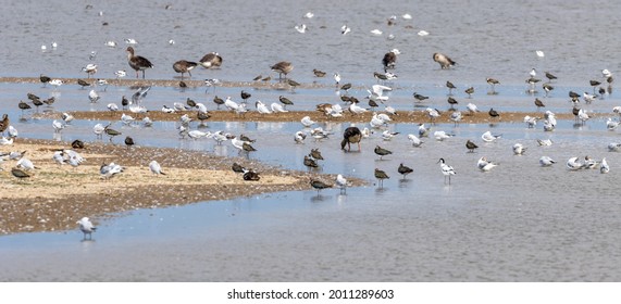 A Small Flock Of Wading Birds In The Water In Coastal Norfolk UK, A Bird Watching Area