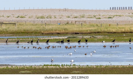 A Small Flock Of Wading Birds In The Water In Coastal Norfolk UK, A Bird Watching Area