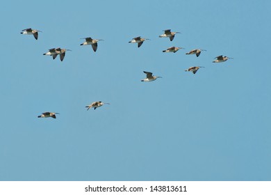 A Small flock of Whimbrel is flying across the hazy blue sky. Tommy Thompson Park, Toronto, Ontario, Canada. - Shutterstock ID 143813611