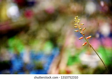the small flower