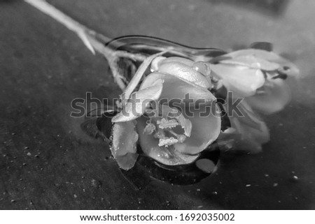 the small flower in blacknwhite 