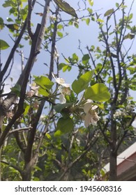 Small Flower Of European Crab Apple