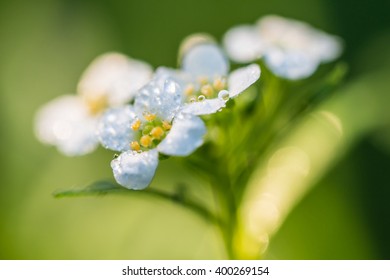 Small Flower In Morning Dew