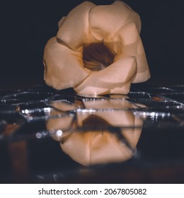 Small Flower On A Brocken Mirror