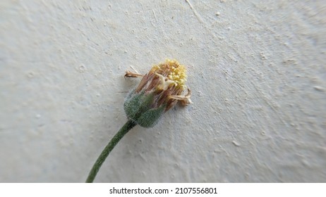 a small flower on a cream color wall