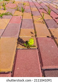 Small Flower On Red Brick Walkway