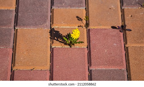 Small Flower On Red Brick Walkway