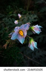 Small Flower Of Thorn Eggplant. Device: Iphone 6s. Edit In : Lightroom. Click: Mujahid Al Islam