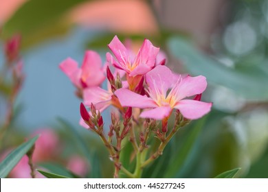 Small flowers