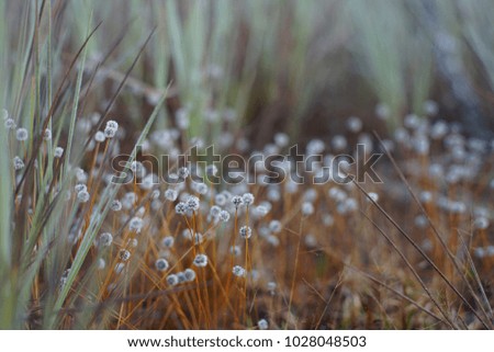 Similar – Image, Stock Photo grass stain Plant Flower