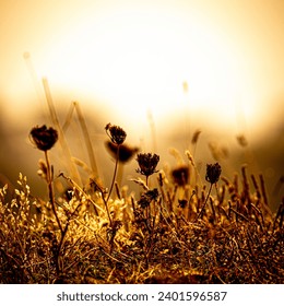 Small flowers in close-up and blurred background backlit with the setting sun in very yellow orange gold golden tone - Powered by Shutterstock