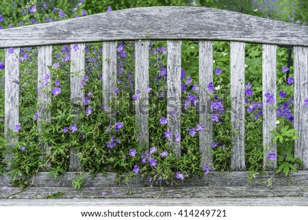 Small flowers and dense foliage of Brookside cranesbill (binomial name: Geranium 'Brookside') growing through back of garden bench early in summer