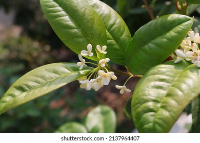 Small Flowers With Green Leaves, Sweet Olive. (Osmanthus Fragrans)