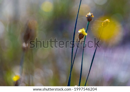 Similar – Butterblumen und Ehrenpreis