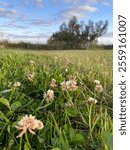 Small flowers on the ground in Riverton New Zealand