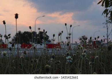 Small flowers while the sun sets