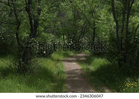 small flowery path between ash trees in spring