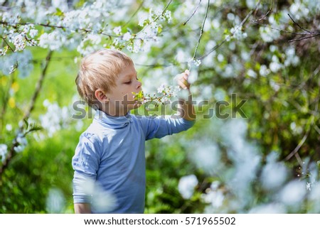 small fluffy blond boy child 5 years old in a blue turtleneck in the flowering cherry orchard, smelling a flower