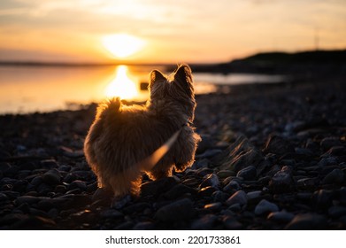 A Small Fluffy Dog Enjoying Beautiful Sunset At The Rocky Shore