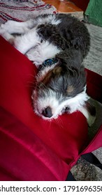 A Small Fluffy Dog Resting Over A Red Bagpack 