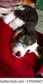 A Small Fluffy Dog Resting Over A Red Bagpack 