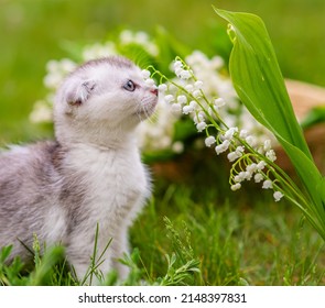 A small fluffy fold kitten sitting on the grass in the garden and nipping a lily of the valley flower on the background of a basket with flowers