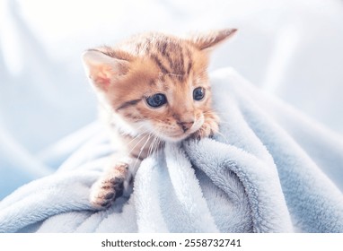 A small, fluffy kitten with striking blue eyes peeks from under a cozy wool blanket, displaying its adorable mustache-like markings and capturing hearts with every glance. - Powered by Shutterstock