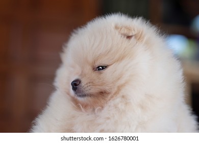 Sleepy Pomeranian Hd Stock Images Shutterstock