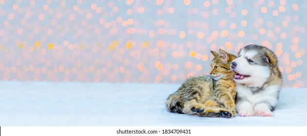 A small fluffy puppy lies in an embrace with a tabby kitten. Stretched panoramic image for banner