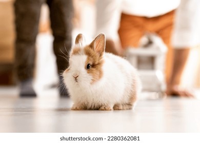 A small fluffy rabbit sits in the center of the room. A pet brings joy to a little boy.