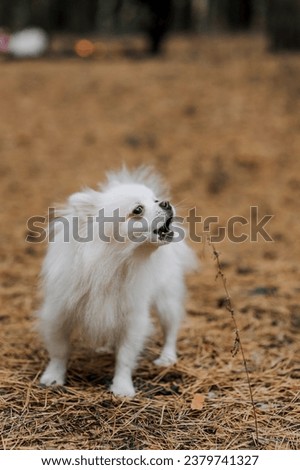 A small fluffy white angry dog of the Pomeranian Spitz breed runs and barks in the park in autumn. Photograph of an animal in nature.
