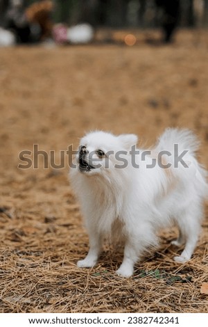 A small fluffy white angry dog of the Pomeranian Spitz breed runs and barks in the park in autumn. Animal photography.