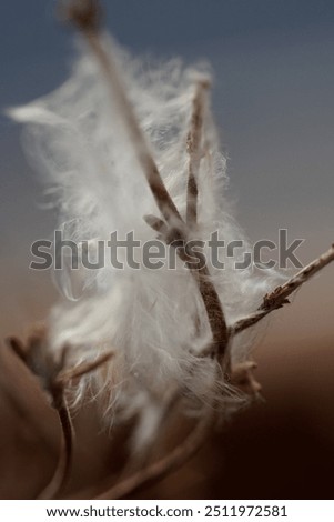 Similar – Image, Stock Photo white feather caught on wild plant