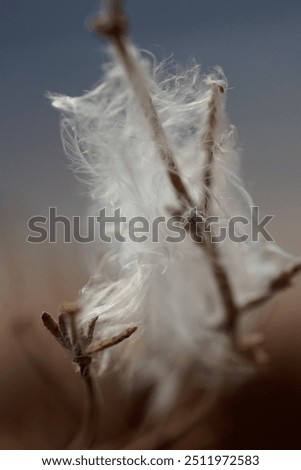 Similar – Image, Stock Photo white feather caught on wild plant