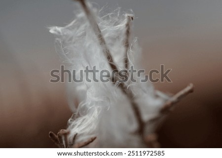 Similar – Image, Stock Photo white feather caught on wild plant