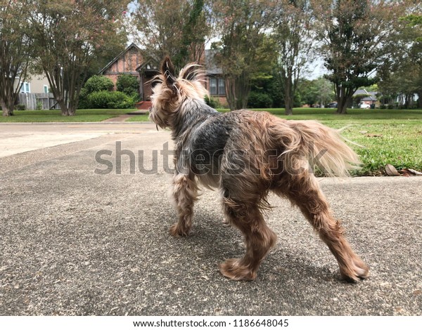 Small Fluffy Yorkshire Terriers Dog Short Stock Photo Edit Now