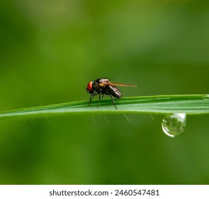 a small fly on the leaf