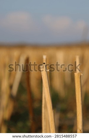 A small fly perched on the broken tip of a pale oilseed rape stubble stalk against a soft blurred golden field at sunset, minimalist harvest scene with copy space