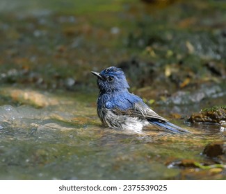 A small flycatcher found in the midstory of both wooded and bamboo forests in lowland and hill regions. Male is dazzling sapphire-blue with a dirty-white belly.
