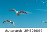 A small flying group of seagulls in the air. Nature, wildlife theme, wings, feathers, water bird. Blue sky, few clouds, North Sea at The Hague.