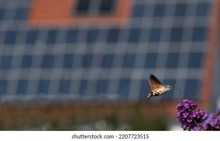 A small flying insect, a butterfly called Swallowtail flies over a purple lilac flower. The roof of a house on which solar panels are attached can be seen out of focus in the background. - Shutterstock ID 2207723515