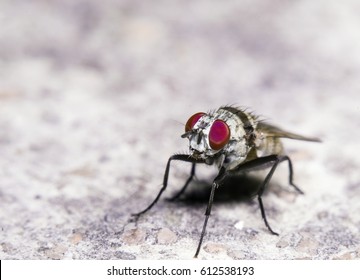 Small Flying Insect On Floor