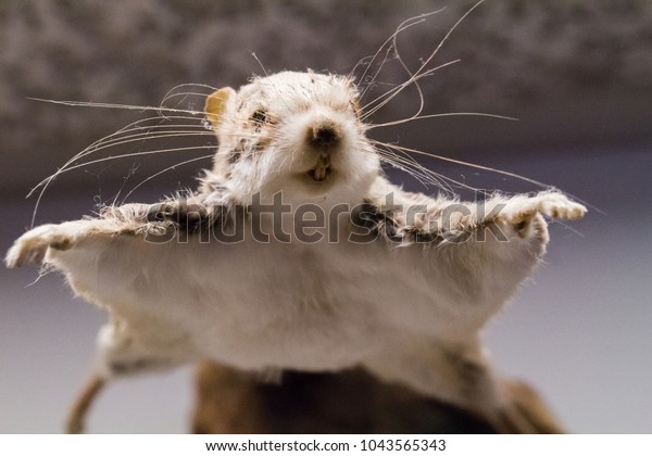 small flying\
squirrel