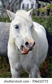 Small foal,