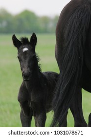 Small Foal: Black Handsome