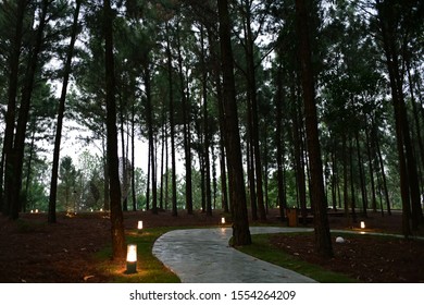 Small footpath in the forest
